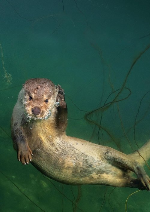 Billy & Molly: An Otter Love Story poster