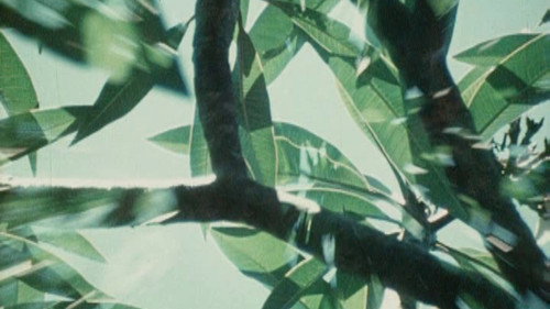 Bark-Rind Backdrop Blur