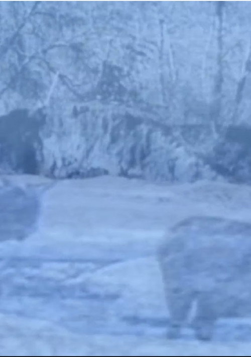 Dream of the Drowning Herds