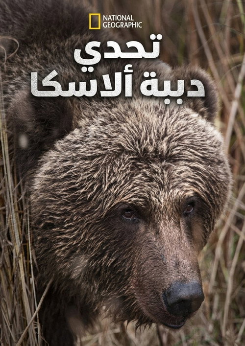 تحدي دببة ألآسكا