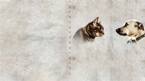 Cat vs. Dog