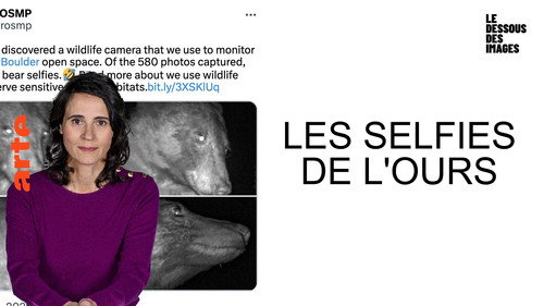 Image Les selfies de l'ours