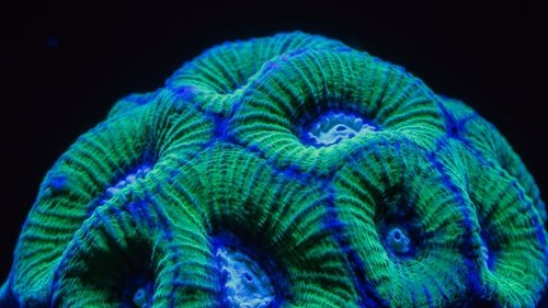 One Strange Rock: 1×5