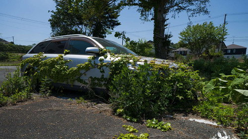 Fukushima: Nature In The Danger Zone Backdrop Blur