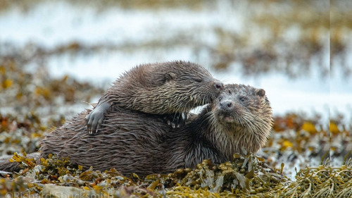L'île aux loutres, une affaire de famille Backdrop Blur