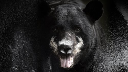 Blow: The True Story of Cocaine, a Bear, and a Crooked Kentucky Cop Blow: The True Story of Cocaine, a Bear, and a Crooked Kentucky Cop