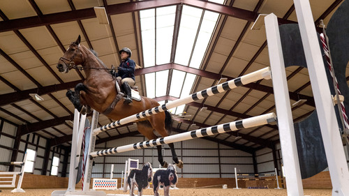 Kentucky: The Horse Jumper