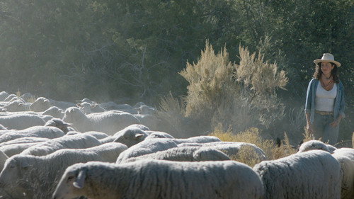 Shepherd's Song Backdrop Blur