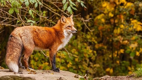 La France sauvage La France sauvage