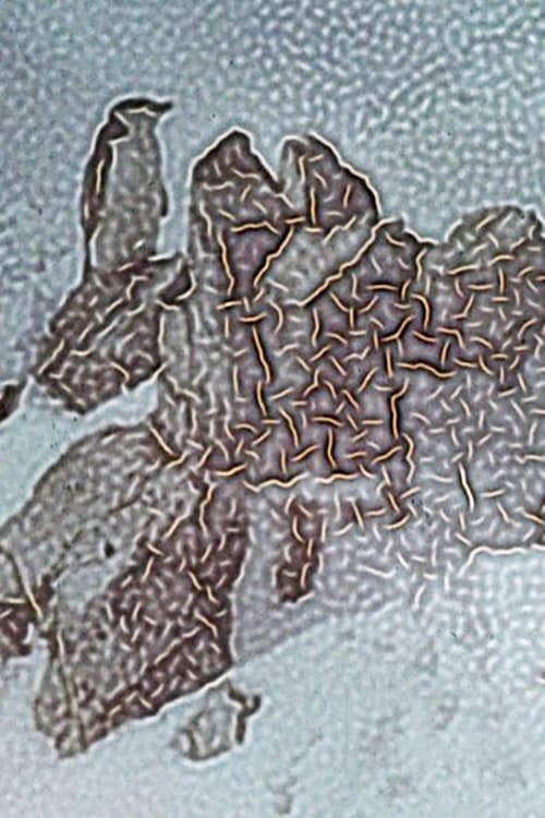 Cartell de Crushed Between Ocean and Sky