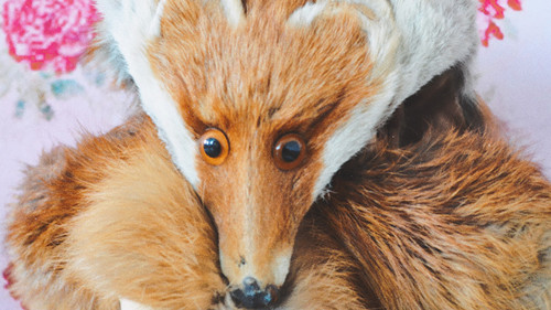 The mythical tale of the Tollundbog sisters