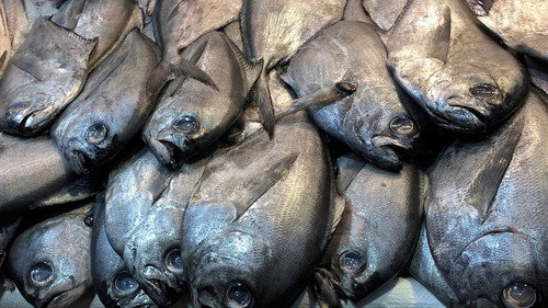 Die Gier nach Lachs still