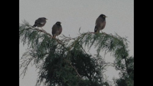 الطيور تأكل من بقايا أرقى أنواع الكافيار