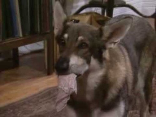 Image de l'épisode 13