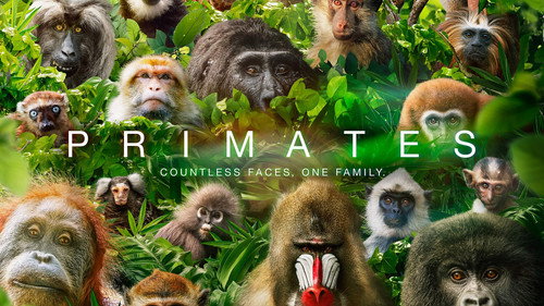Escena 5 de Primates