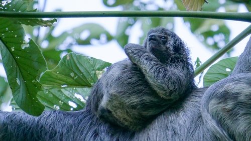 South America's Weirdest Animals