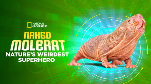 Naked Molerat: Nature’s Weirdest Superhero