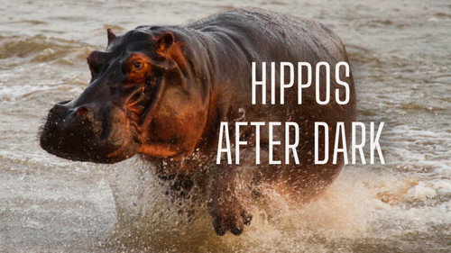 Hippos after Dark