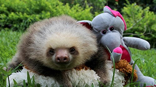 Meet the Sloths