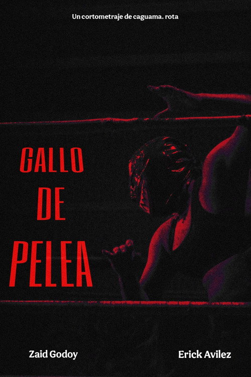 Gallo de pelea