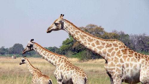 Escena 1 de Mission : sauver le monde sauvage