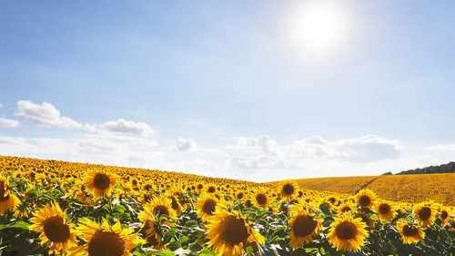 Escena 1 de The Three Drinkers in Cognac