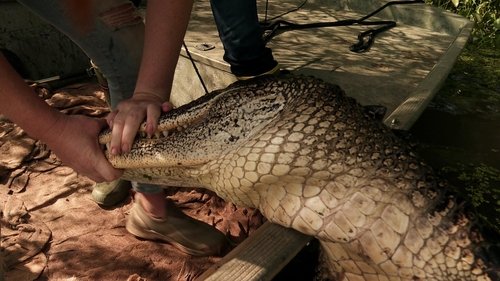 Poster della serie Swamp People