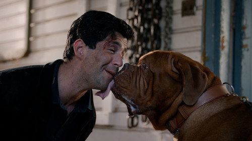 Turner & Hooch