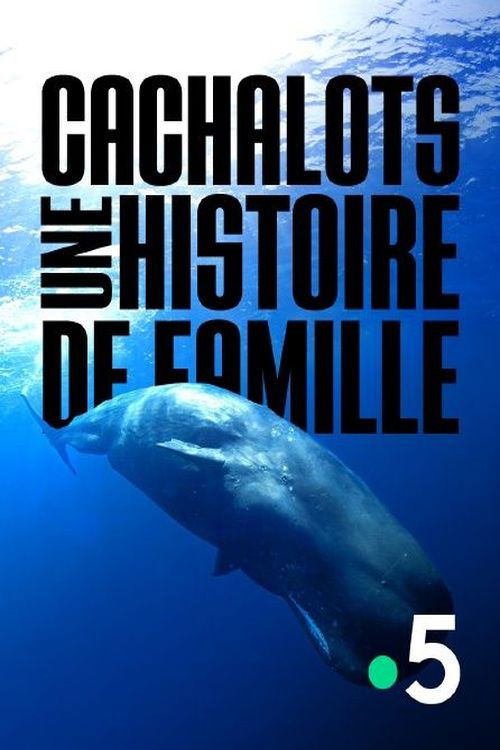 Cachalots, une histoire de famille poster