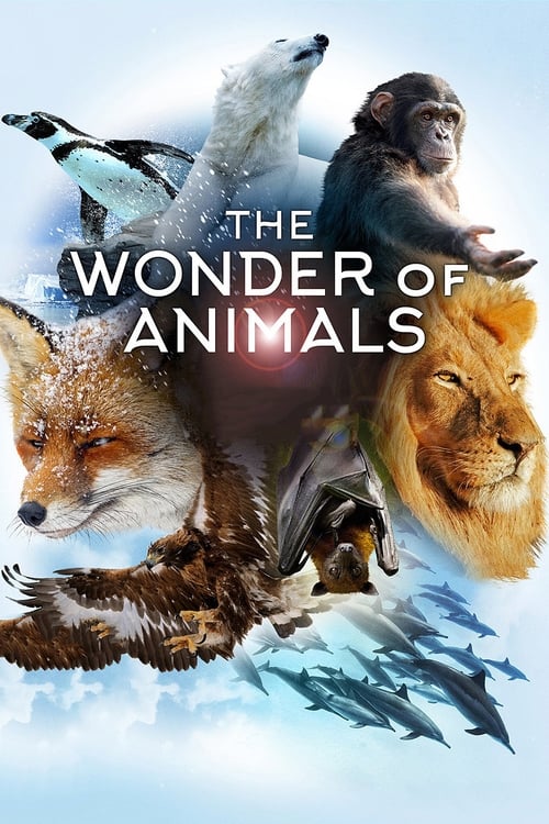 Poster The Wonder of Animals