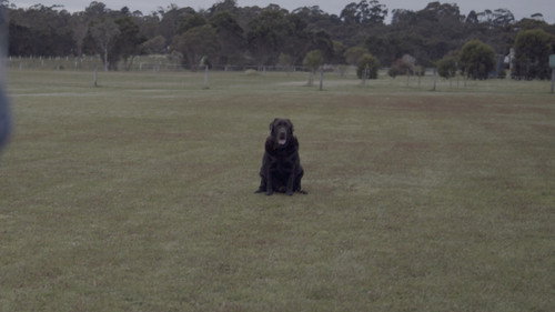 Mutt — Fundos 5