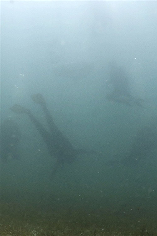 M.O. Turtlegrass Meadow