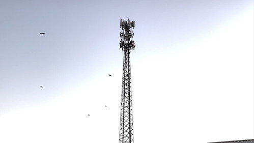 BIRDS ARE DRONES AND THEY CHARGE ON POWERLINES