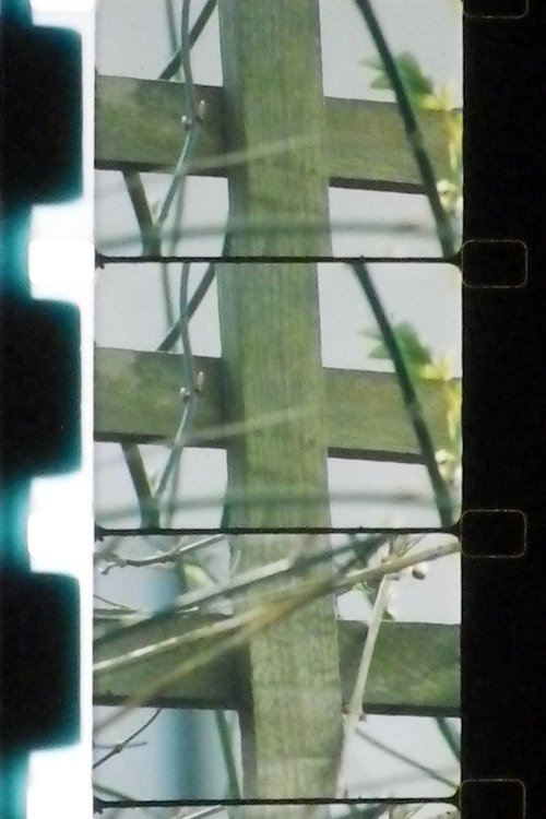 The film is composed of receding planes in a landscape: a back garden and the houses beyond. The wooden lattice fence, visible in the image, marks the border between enclosed and open, private and public space, and forms both a fulcrum for the work and a formal grid by which the shots are framed and organised.