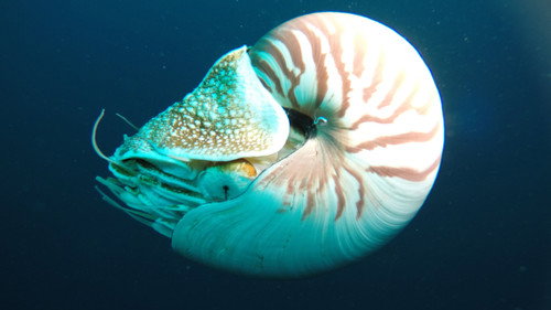 Wonders of the Ocean