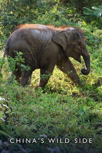 Escena 4 de El lado salvaje de China