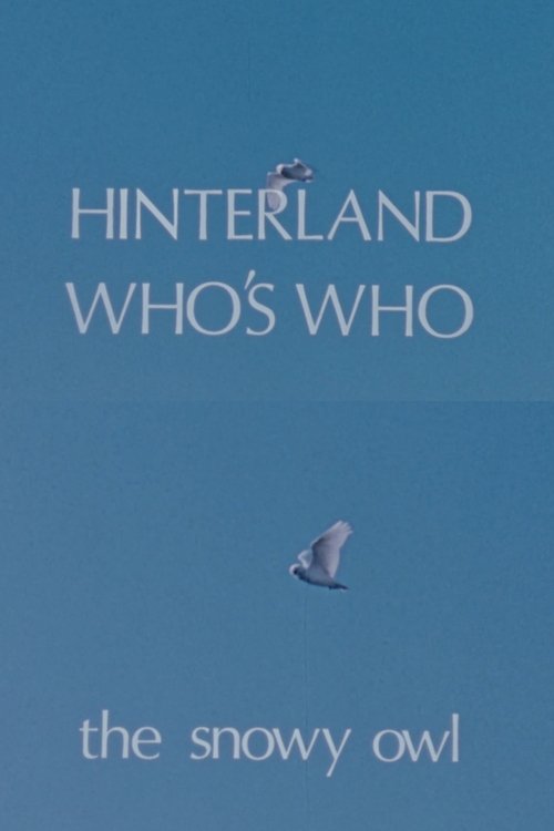 Hinterland Who's Who: The Snowy Owl