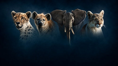 Dynasties II