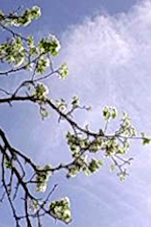 Film-Diario Digitale