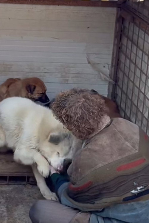 How to kill a puppy and get rich - Die Hunde Mafia