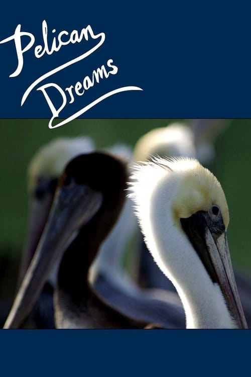 Pelican Dreams