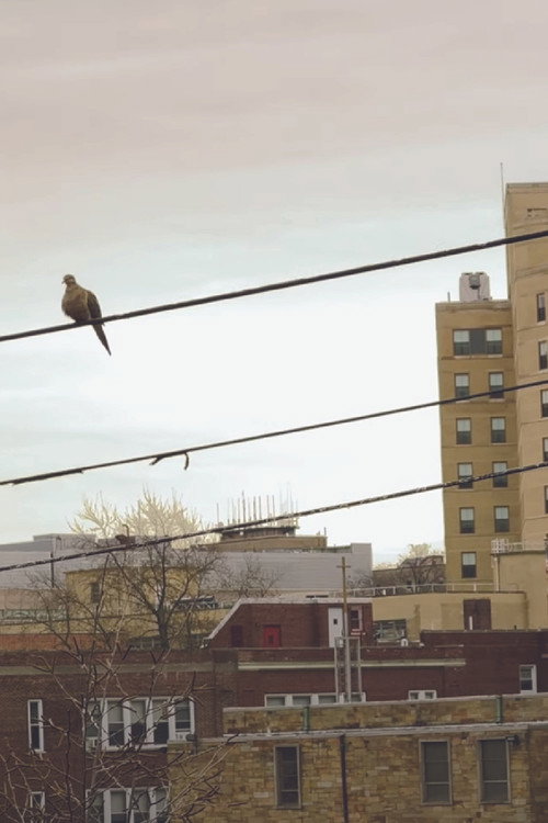 Bird on a Wire