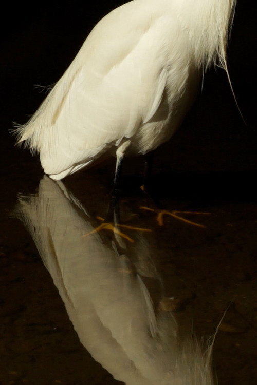 San Lorenzo Creek 2023