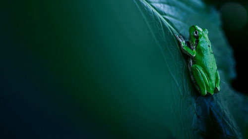 PUR, que dit la nature ? — Fundos 1