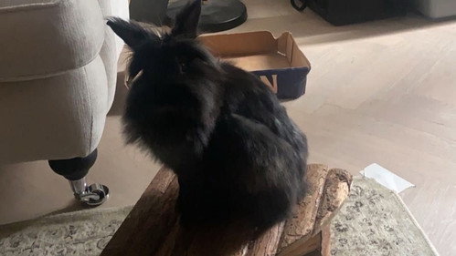 Hungry Bunny still