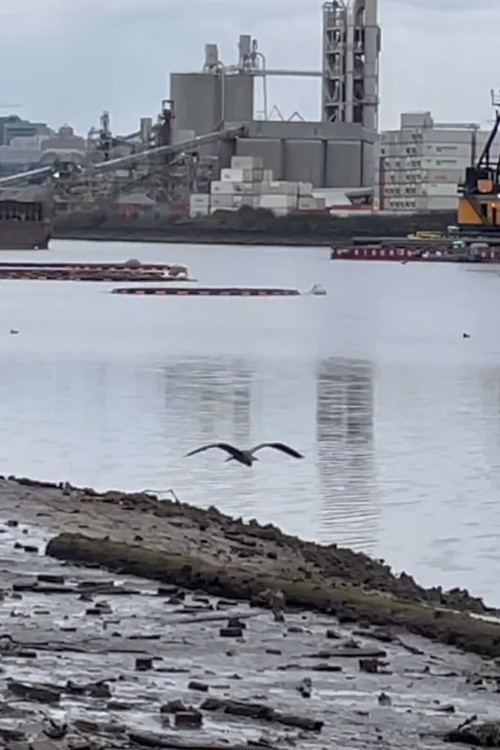 This is How We Dream: Caring for a River