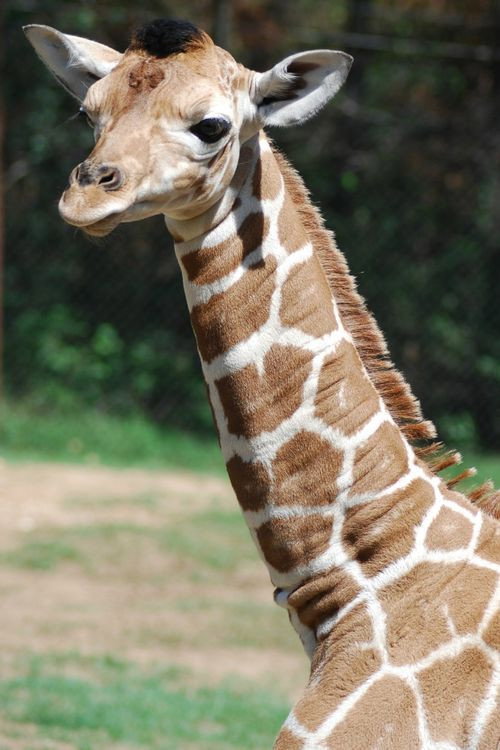 Me at the zoo