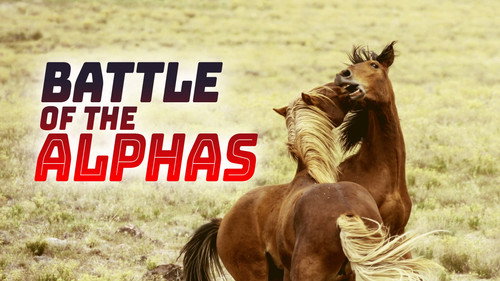 Battle of the Alphas