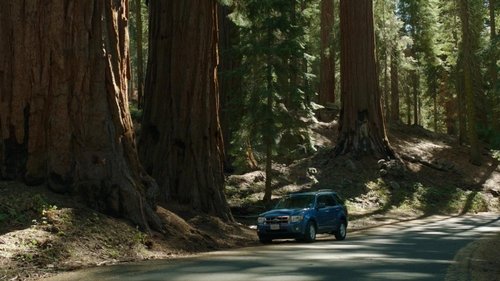Sequoia Sequoia