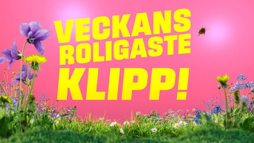 Veckans roligaste klipp Backdrop Blur